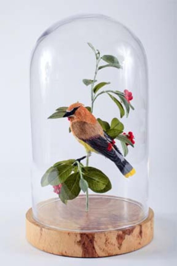 Cedar Waxwing --Bombycilla cedrorum 2010
