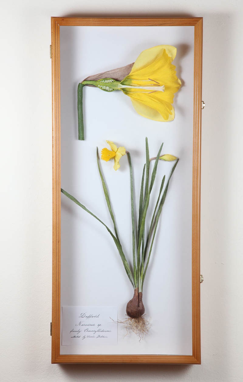 Daffodil  --Narcissus sp. 2011