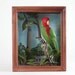 Cherry-Headed Conure    --Aratinga erythrogenys 2011