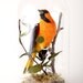 Bullocks Oriole -- Icterus bullockii 2011