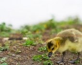 Gosling - Duckling Fine Art Photograph 8x10 - PheatherPhuzzFoto