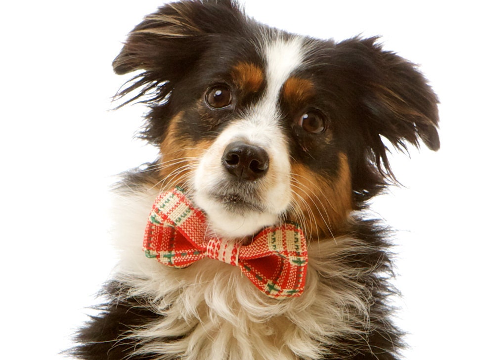 SM Winter Formal Dog Bow Tie Collar Attachment for Dogs: Christmas Red, Green and Cream Wired Bow