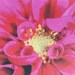 Garden Flowers Pillow Cover: Hot Pink Dahlia