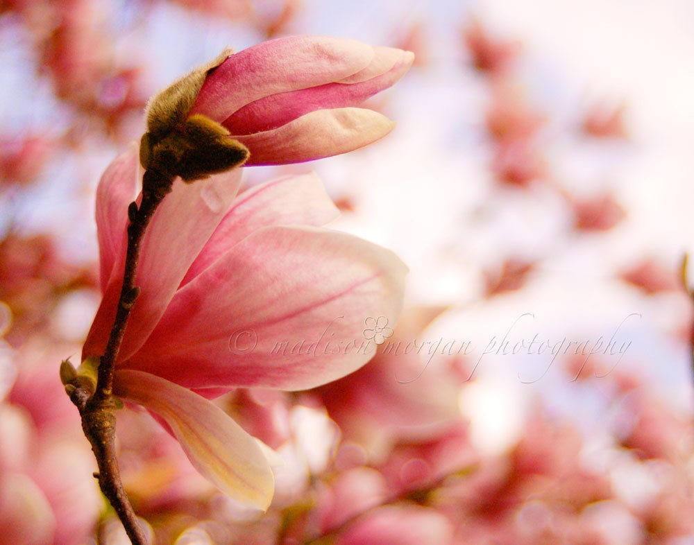 11x14 Pink Magnolia Metallic Print
