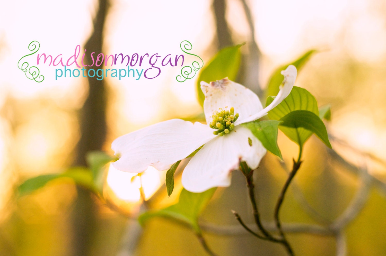 8x10 Dogwood - Fine Art Photography