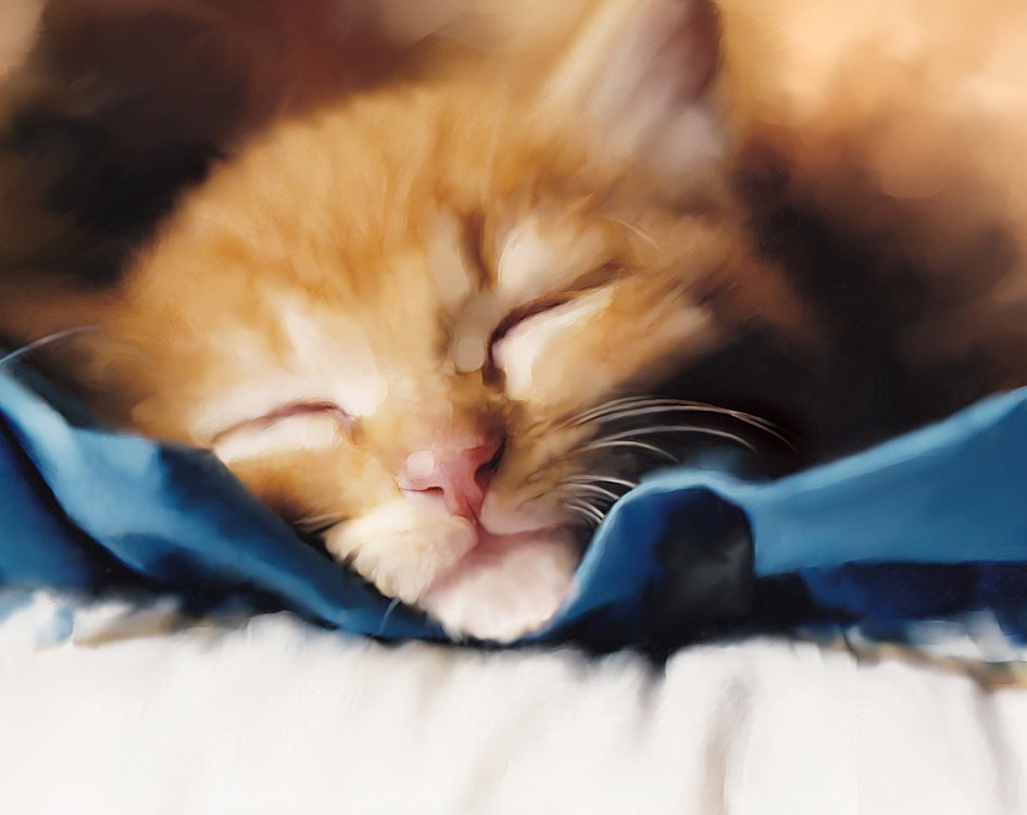 Orange Cat Photo, 8x10 Photograph, Kitten Fine Art Photo, Orange Kitten, Sleeping Cat Photo, Orange and Blue