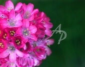Spring Flowers Color Pink Green Macro Close Yellow Delicate 8x10 Fine Art Photograph Under 25 Gift