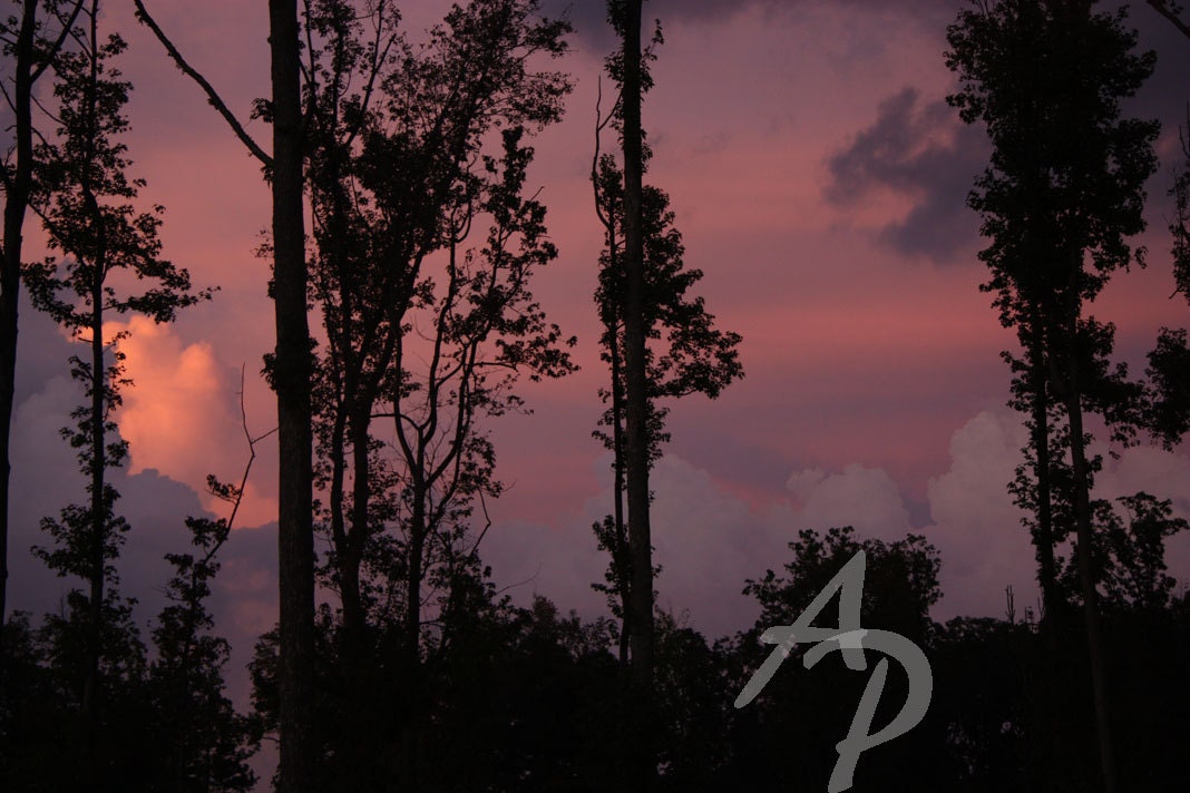 TREASURY FEATURED - Autumn Pink Purple Blue Sunset Clouds Brilliant Color Tree Silhouette Bright 8x10 Fine Art Photograph Under 25 Gift