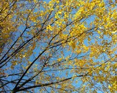 Yellow Leaves Against Blue Sky Sunny Day 5x7 Fine Art Photograph