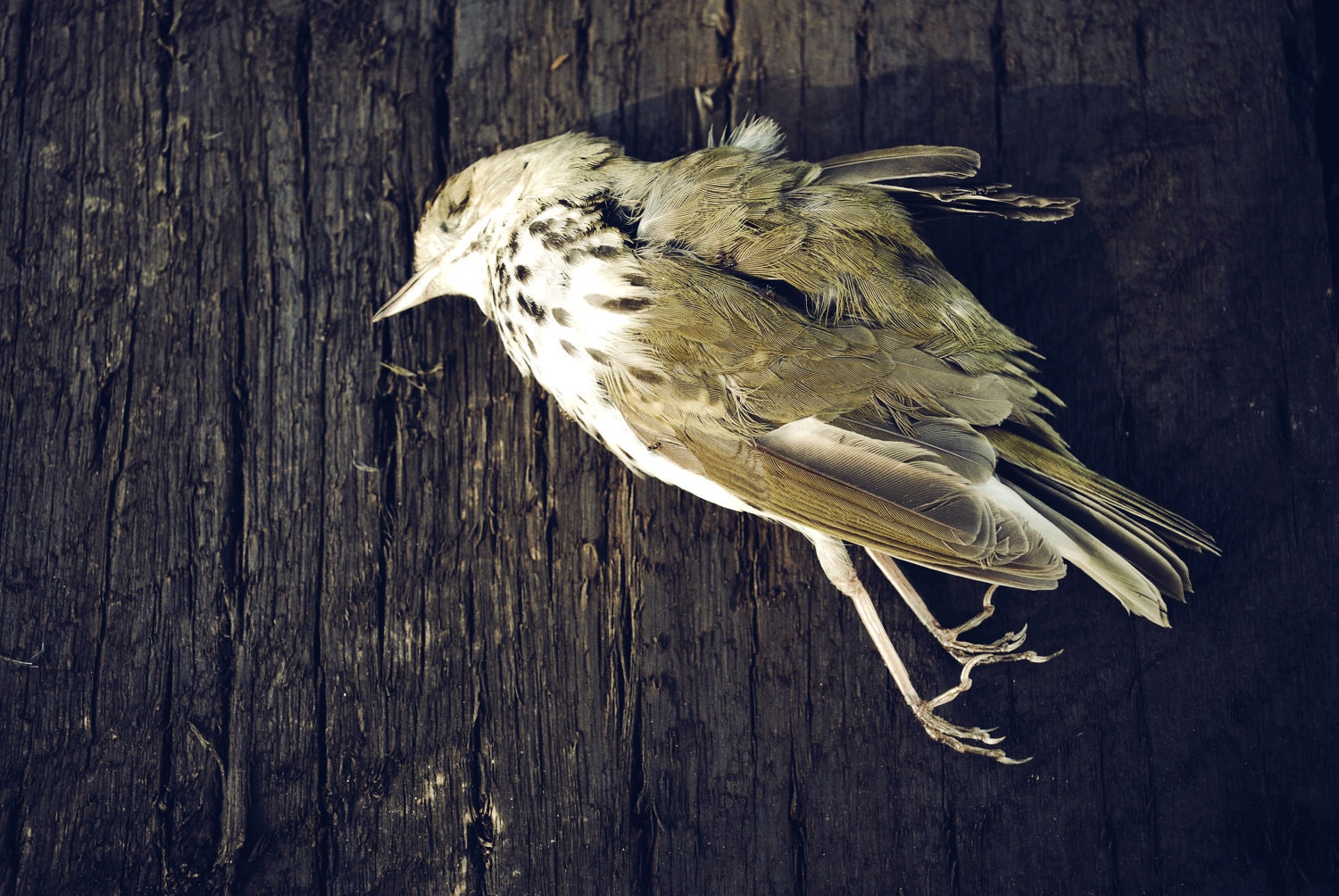 Macabre Sparrow Dead Bird on Wood Natural Spirit Creature Green Grey Brown Fine Art Photography -  8 x 10 - NightNight