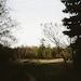 Take a Walk Romantic Forest Path on Film Dreamy Woodland Trees Natural Fine Art Photography  5 x 7