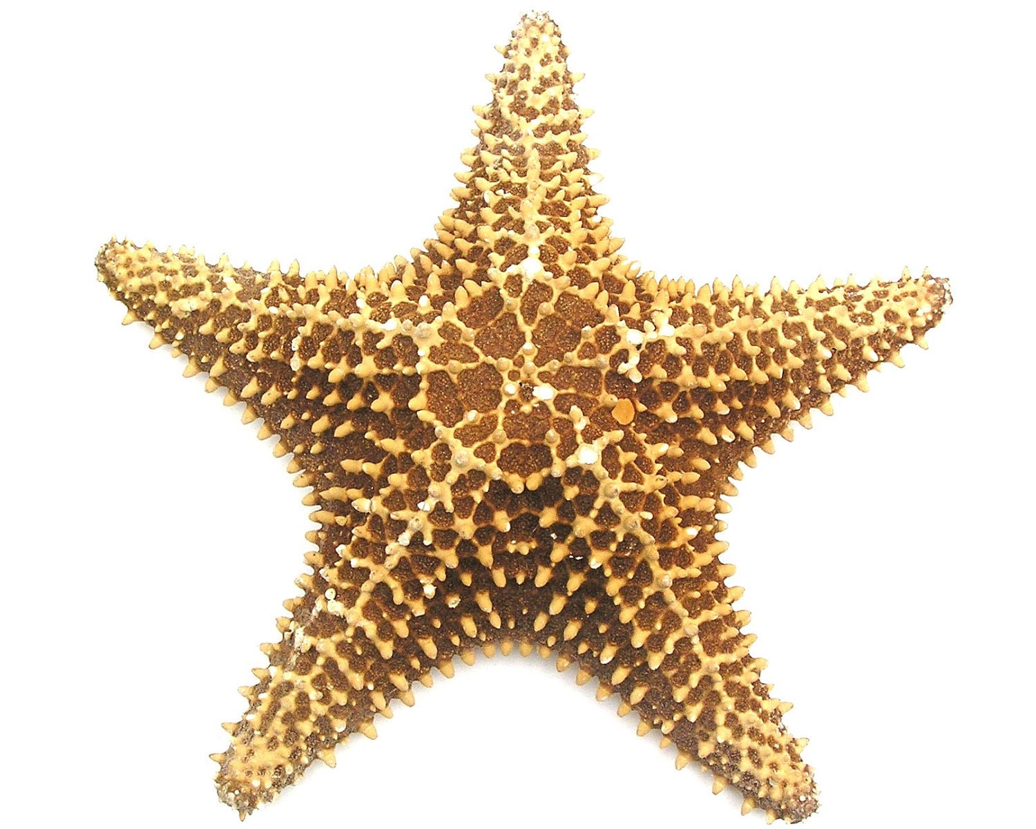 bahama starfish