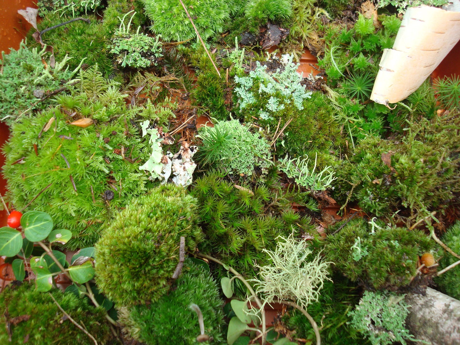 Live Moss lichens and tiny woodland vines and trees-artisan collection-ORGANIC AND NATURAL