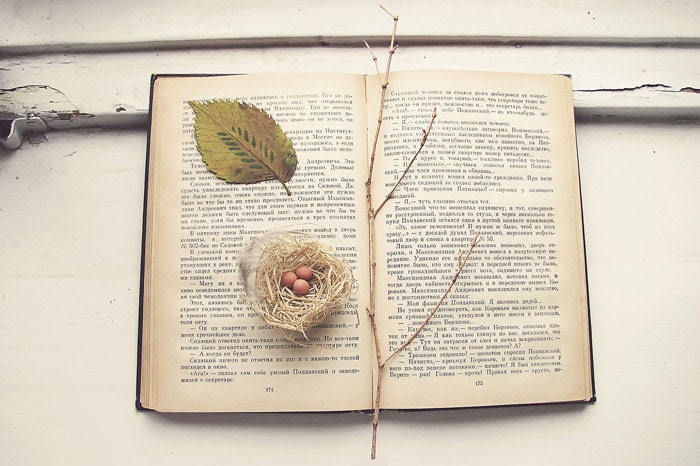 Books and trees brown green beige Photography 4x6 - WhisperTrees