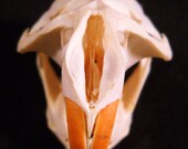 Taxidermy Real Bone Animal Skull Muskrat Bones