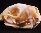 Real Skunk Bone Taxidermy Animal Skull Taxidermy Bones