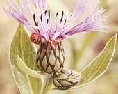 Pastel Nature Photo pretty purple flower, ladybug, signed 8x10 print - Macro Fine Art Photography