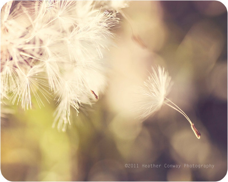 Dandelion Spring Glow, Cream, Bokeh, Metallic 8x10 signed print, Nursery Art - Fine Art Photography