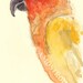Sun conure wall art kids wall decor nursery children room decor archival print signed giclee bird art print, 8.5x11 Orange yellow