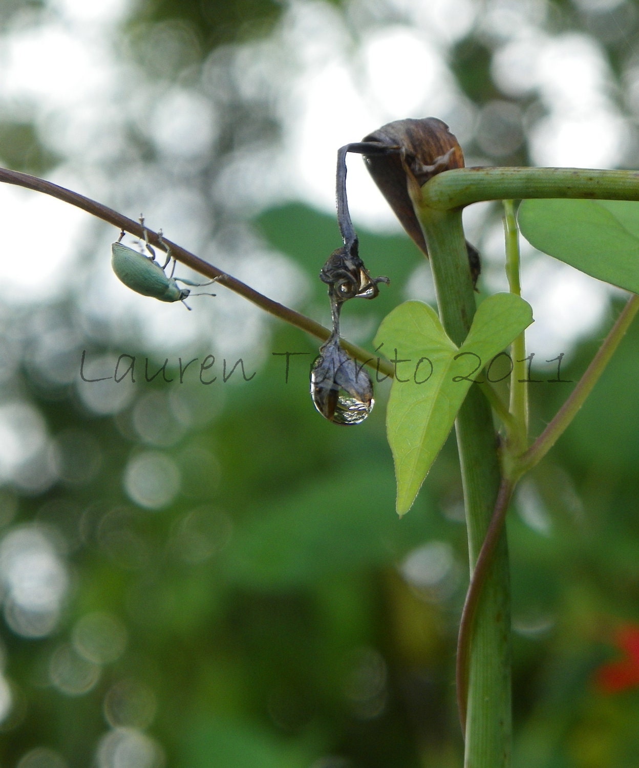 Tiny World - 8x10 - Color Nature Photography