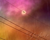 Love Birds- Rustic birds and sky-  Abstract Photography Art print of birds. Romantic, surreal, winter decor. Christmas decor. Holiday gift.