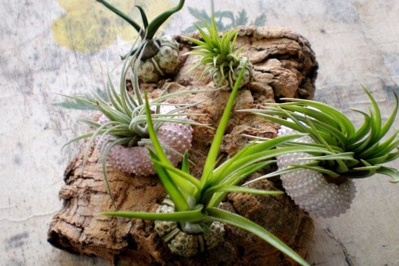 Herbaceous barnacles: Air plants in Sea Urchin Shells on Cork Bark