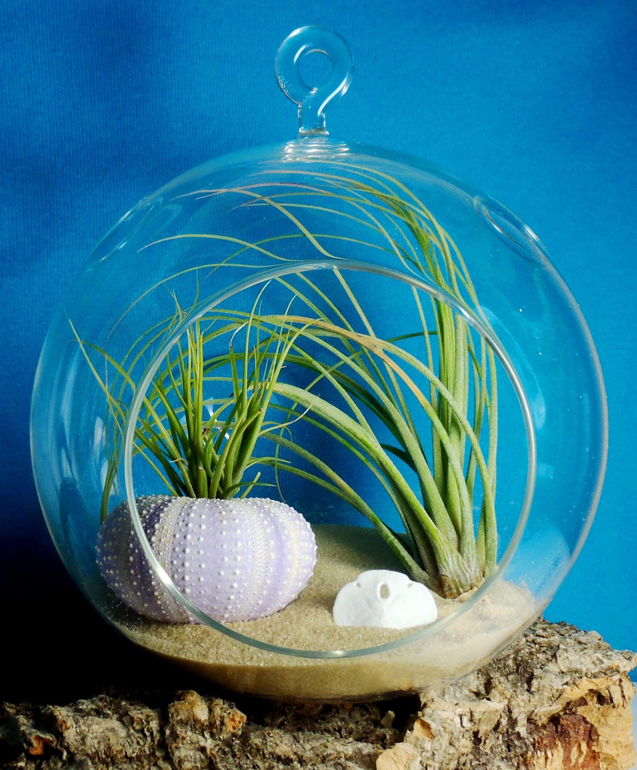 Hanging Air Plant Terrarium With Sea Urchin and Sand Dollar Glass Terrarium