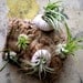 Herbaceous barnacles: Air plants in Sea Urchin Shells on Cork Bark