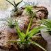 Herbaceous barnacles: Air plants in Sea Urchin Shells on Cork Bark