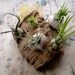 Herbaceous barnacles: Air plants in Sea Urchin Shells on Cork Bark