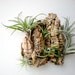 Wall Garden: Air Plants on Sustainable Virgin Cork Bark