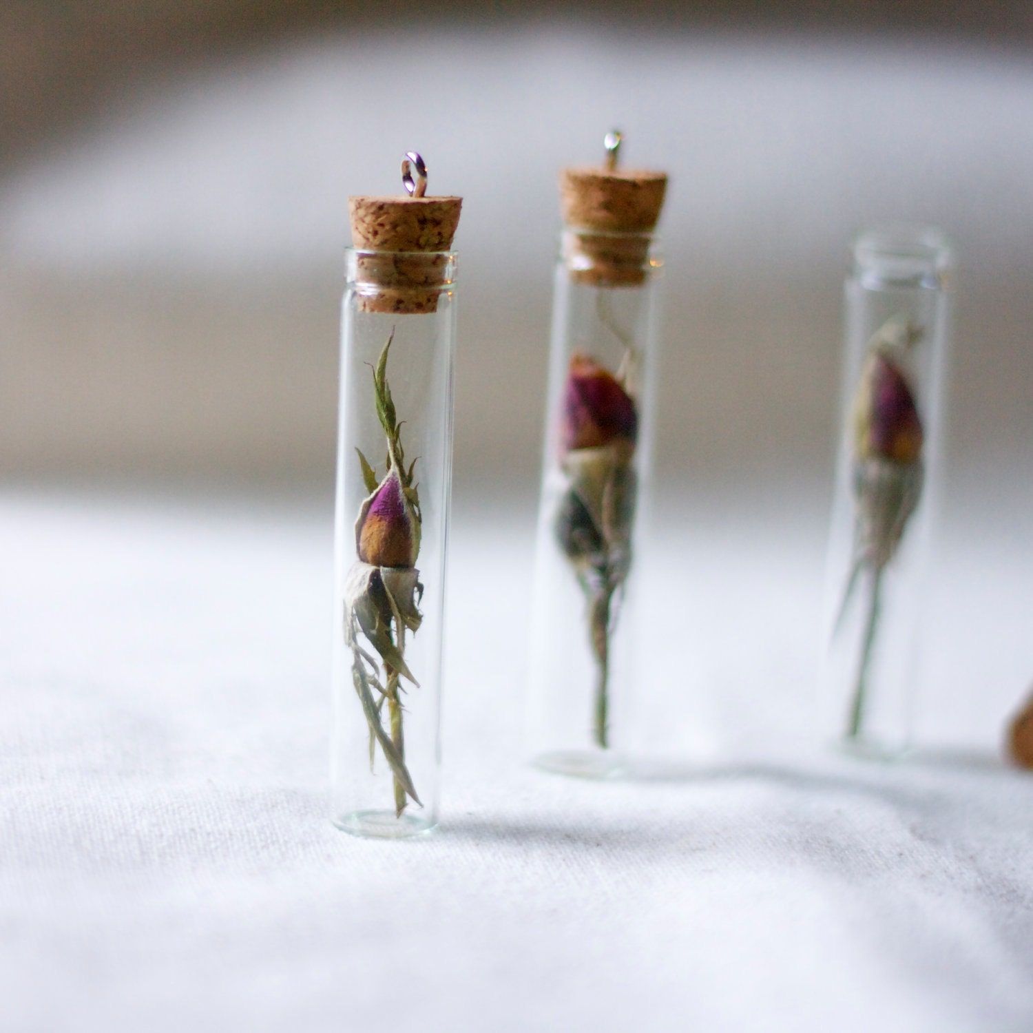 botanical vial necklace preserved specimen corked top romantic rosebud. beauty and the beast