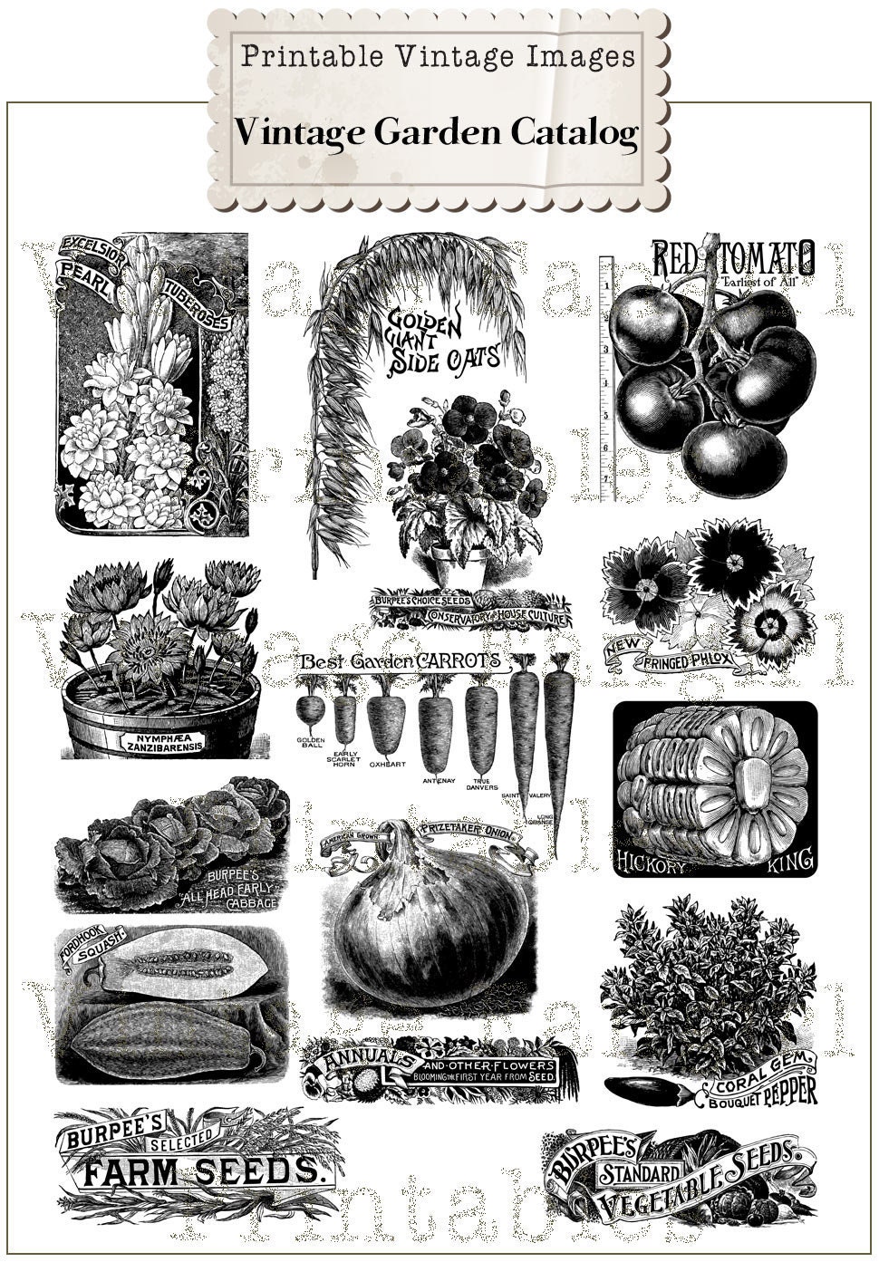 NEW Vintage Garden Seed Catalog Clip Art Collection - 100% Scalable Vector Art