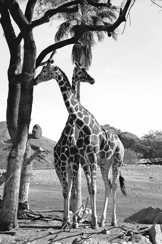 BOGO SALE Animal Photography, giraffe, nature, home decor, monarchphoto, office decor, nursery decor