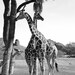 BOGO SALE Animal Photography, giraffe, nature, home decor, monarchphoto, office decor, nursery decor
