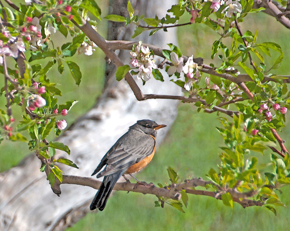BOGO SALE Nature Photography, robin, cherry blossoms, home decor, office decor