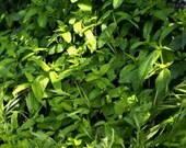 Heirloom 200 Seeds Spearmint Mentha Spicata Mint Pennyroyal Herb Perennial Flower Seeds A019