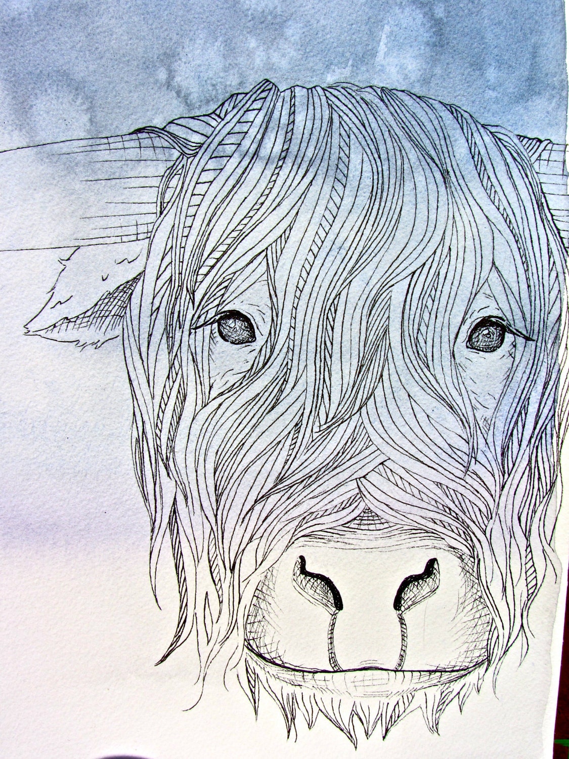 Highland Cow - Animal Illustration Art - Archival Print - 8x10