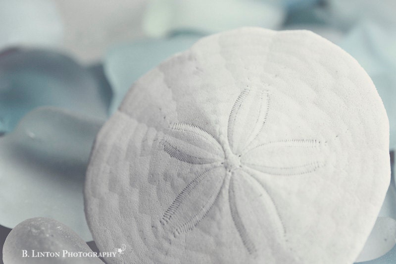 Beach Glass Photography - Alaska Photograph - Nature Photography - 8x12 Fine Art Photography Print - Sand Dollar - Blue White Home Decor