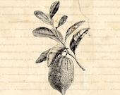 Lemon Branch Lime Limette Limone Citrus Digital Download  for Iron on Transfer, Papercrafts, Pillows, T-Shirts, Tote Bags, Burlap, No 00450