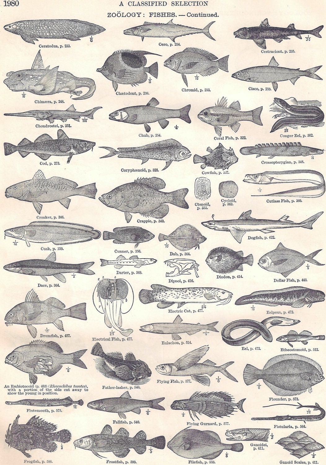 Vintage Fish Illustrations