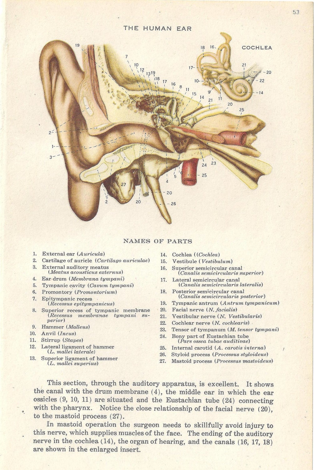 Old Medical Diagram