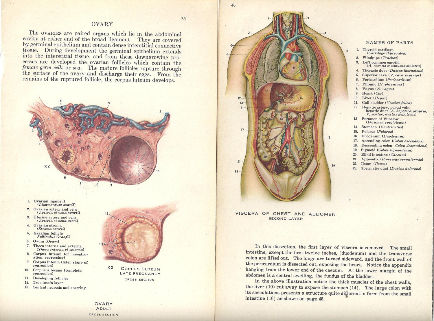 anatomy ovaries