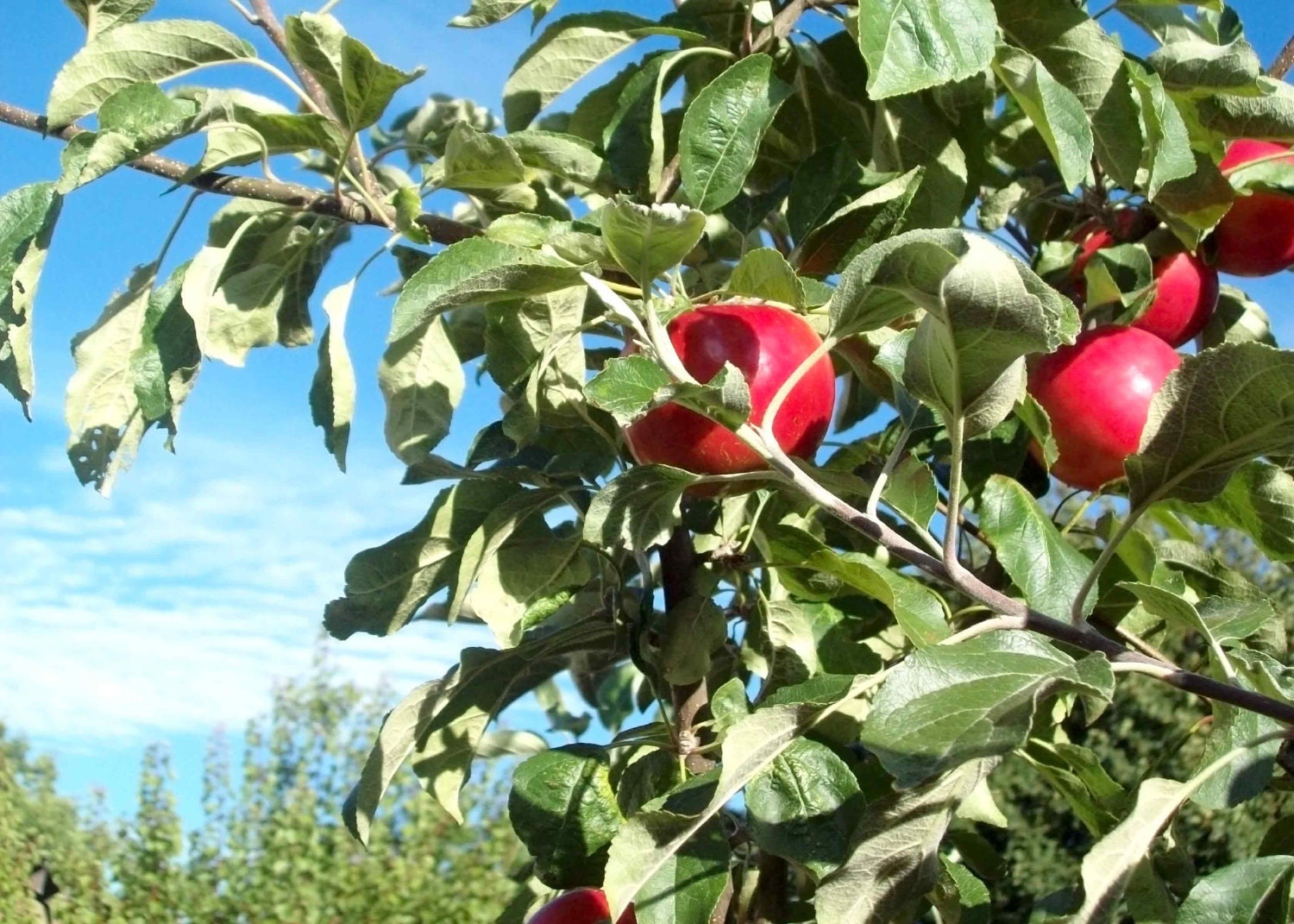 5x7 photo print - Apples to Apples