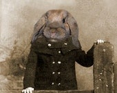 Phoebe 5x7 Vintage Rabbit Print - Anthropomorphic - Altered Photo - Animal Print - Gift Idea - Photo Collage Art - Whimsical Art - Fantasy