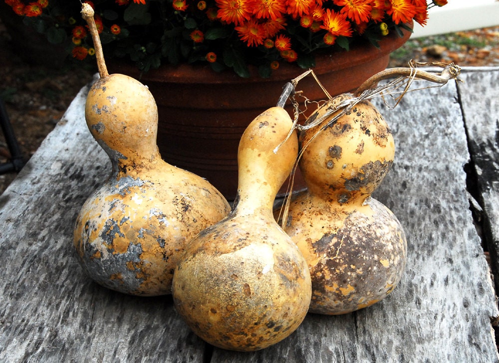 Flower Seeds Harvest Dried Flower Collection 5 Varieties Grow Your Own Flowers For Drying