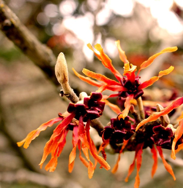 Nature photography, orange flower fall color - Witch Hazel 8x8 Fine Art Photo