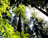 Landscape Photograph, trees, green, brown, forest, California. Redwoods - 8x10 fine art photograph
