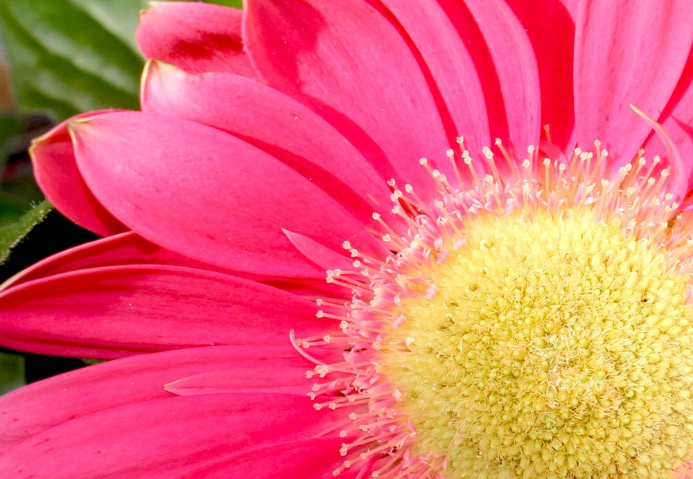 Color photo, Nature photography, summer, Flower, bright, Daisy, yellow, pink, close-up - Spring Blooms 8x10 signed Fine Art Photograph
