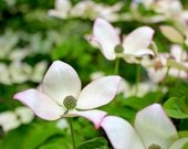 Nature photography, flower, white, pink, romantic - Dogwood Tree 8 x 10 signed Fine Art Photograph